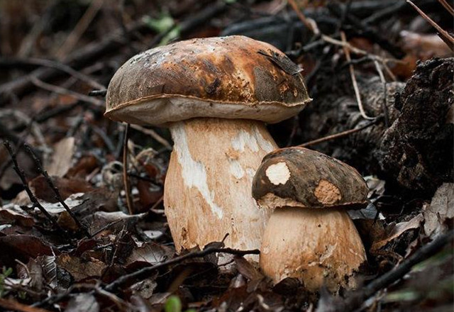 農(nóng)用氣象站幫助種植牛肝菌 農(nóng)用氣象站幫助種植牛肝菌