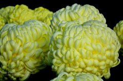 一朵菊花開出七種顏色？用手持氣象站種菊